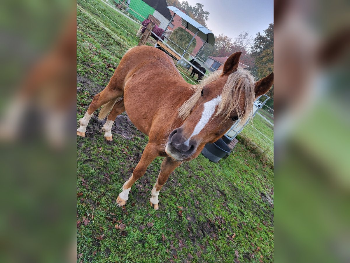 Galés B Mestizo Caballo castrado 3 años 120 cm Alazán in Spahnharrenstätte