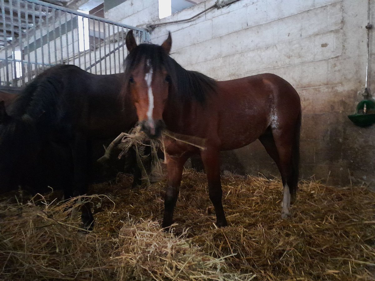 Galés B Caballo castrado 3 años 125 cm Castaño in Zülpich