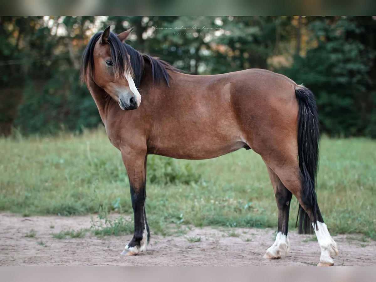 Galés B Caballo castrado 3 años 130 cm Castaño in Mechterstädt