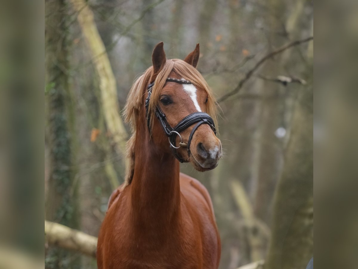 Galés B Caballo castrado 3 años 131 cm Alazán in Heemskerk