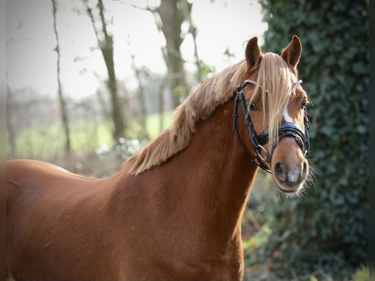 Galés B Caballo castrado 3 años 131 cm Alazán in Aalten