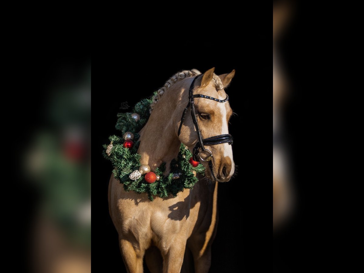 Galés B Caballo castrado 3 años 135 cm Palomino in Oirschot