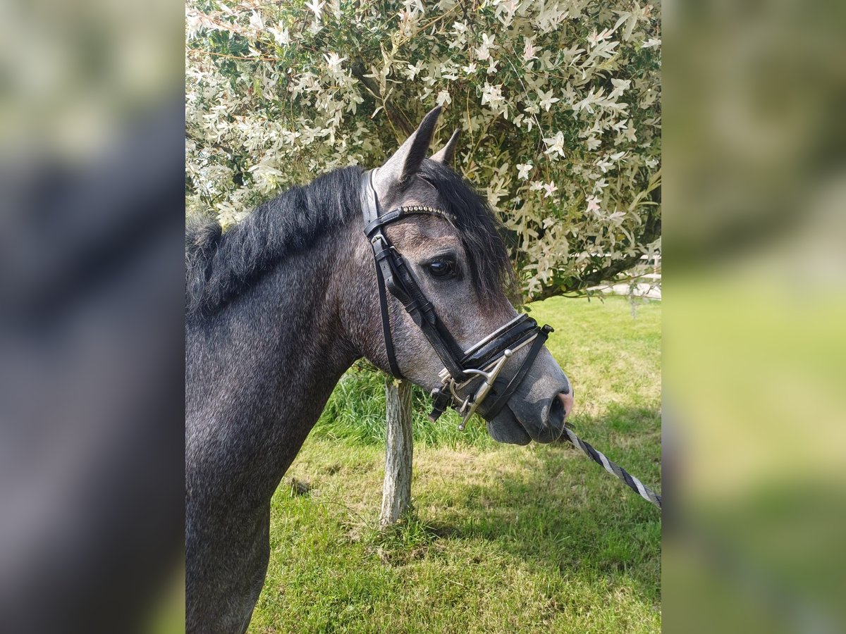 Galés B Caballo castrado 3 años 136 cm Ruano azulado in Ravenswoud