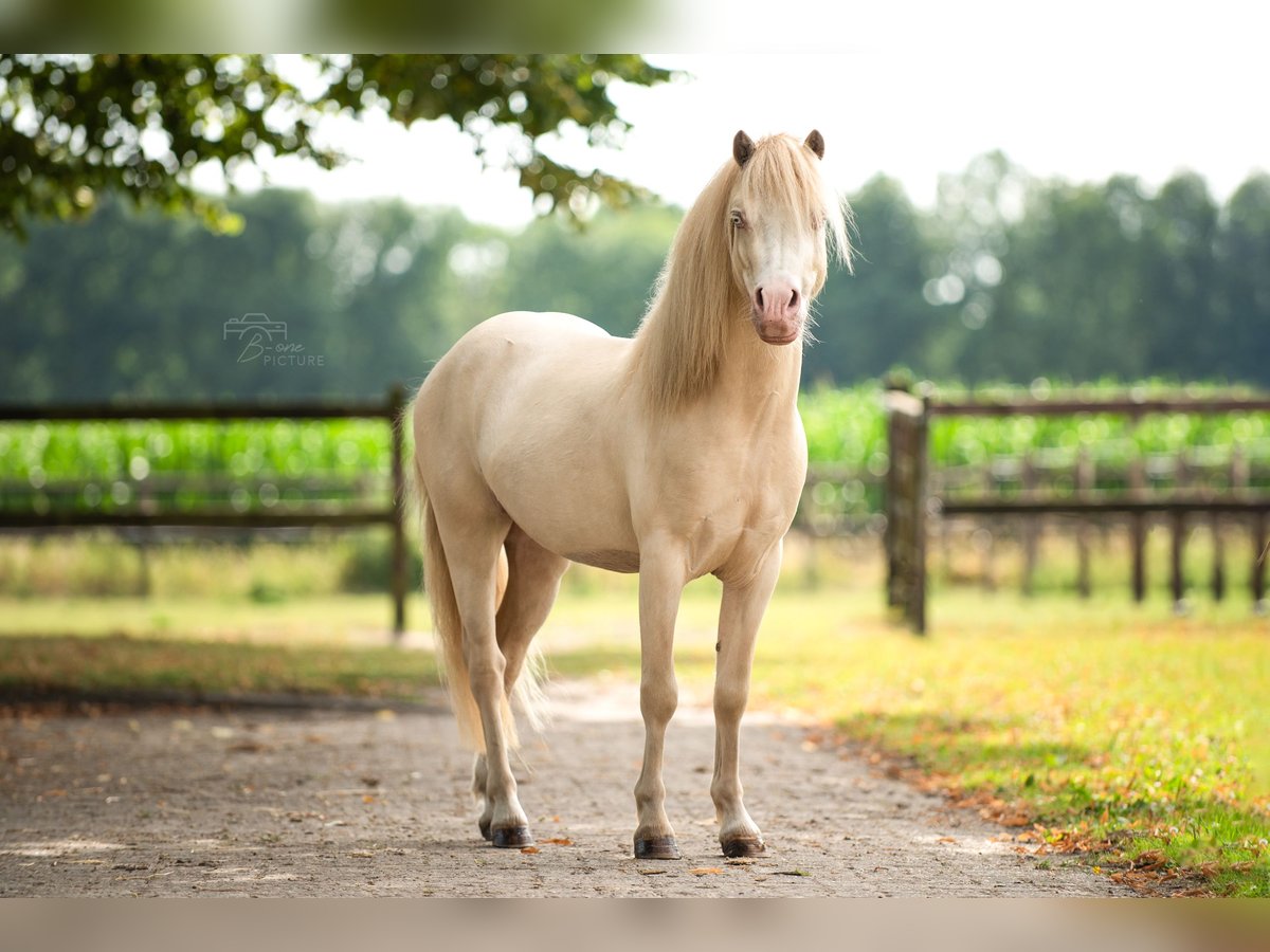 Galés B Caballo castrado 4 años 113 cm Perlino in Wouwse Plantage