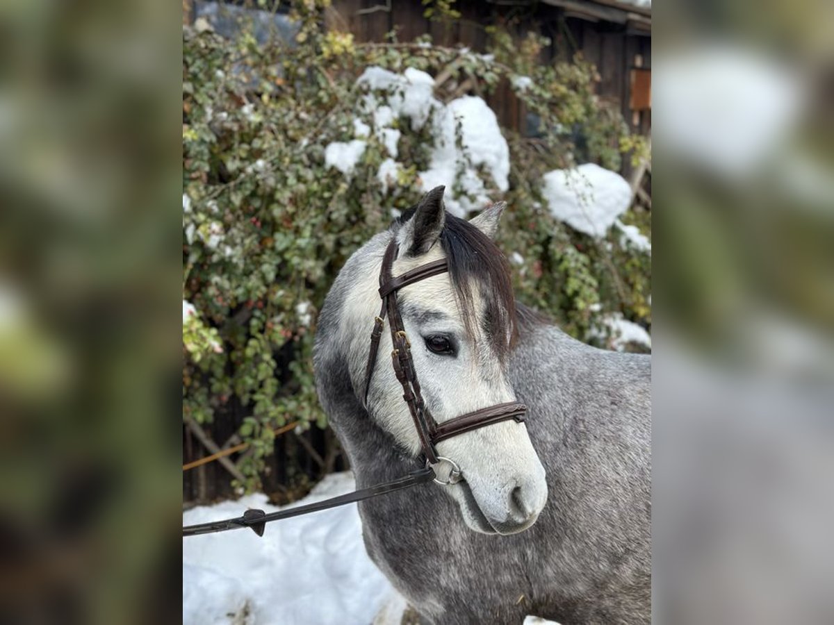 Galés B Caballo castrado 4 años 130 cm Tordo in Loiching