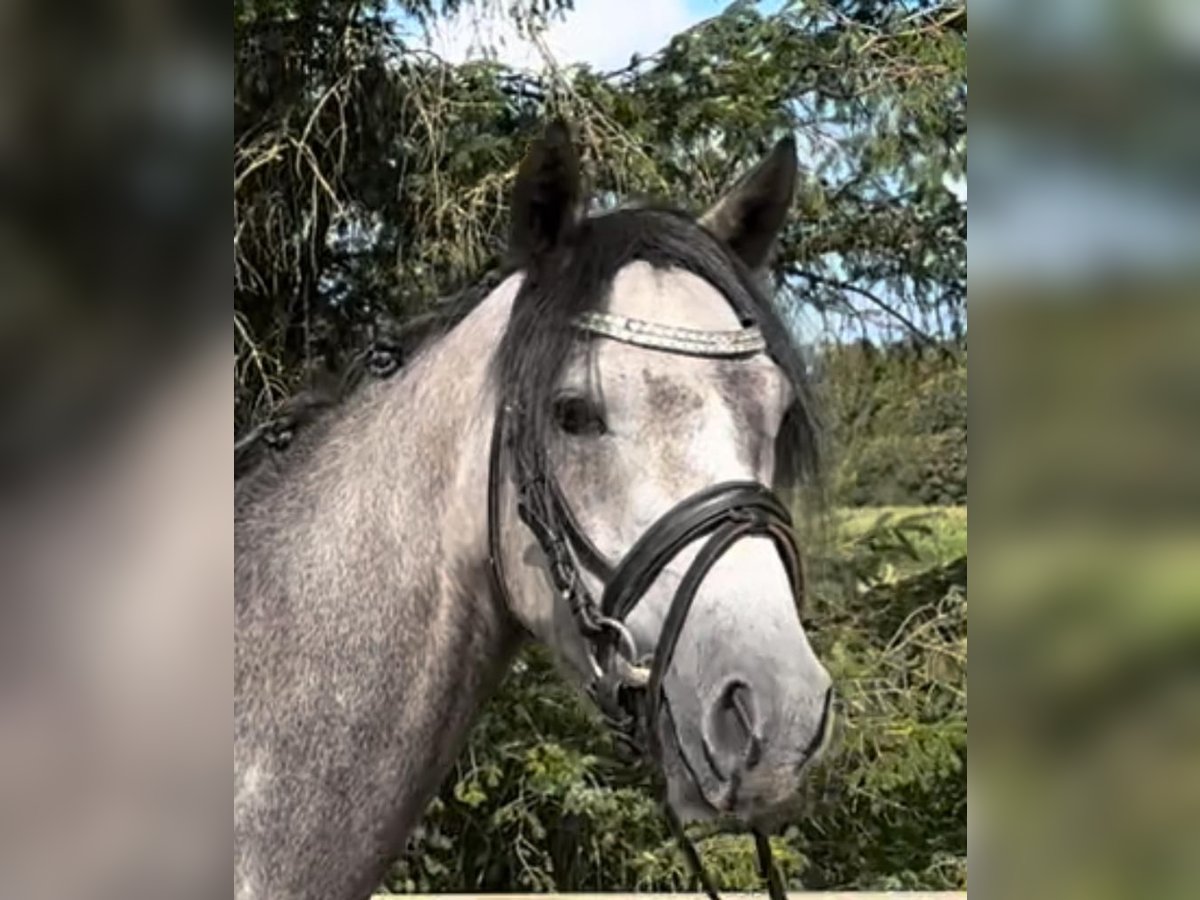 Galés B Caballo castrado 4 años 132 cm Tordo in Süderlügum