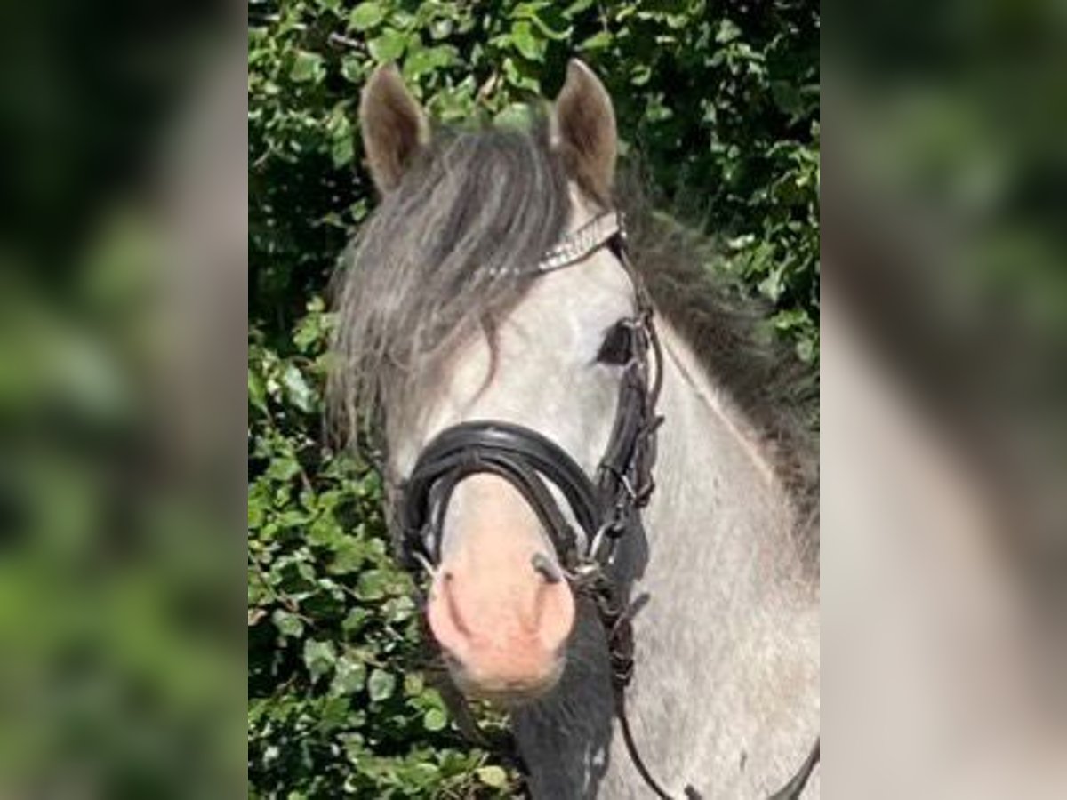 Galés B Caballo castrado 4 años 132 cm Tordo in Süderlügum