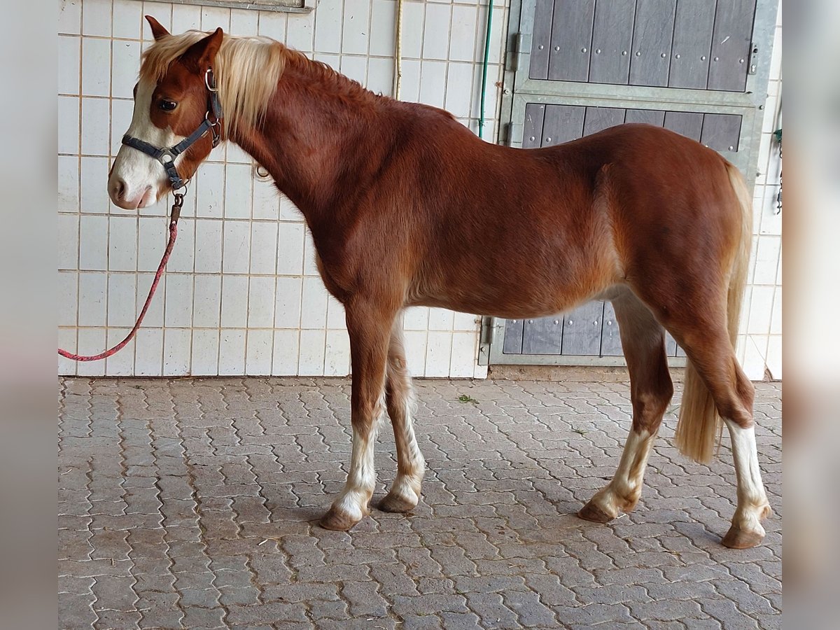 Galés B Caballo castrado 4 años 134 cm Alazán in Landolfshausen OT Mackenrode