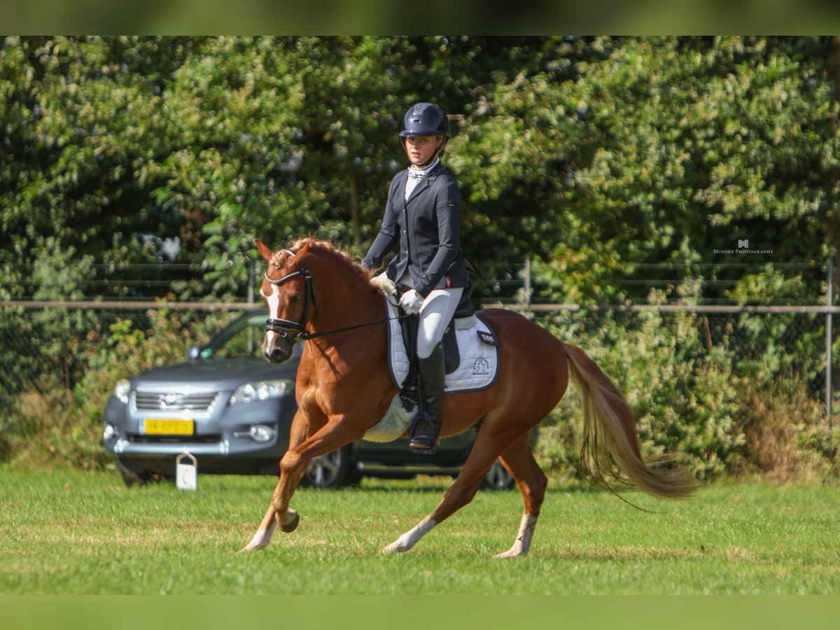 Galés B Caballo castrado 5 años 134 cm Alazán in Hengelo (Gld)