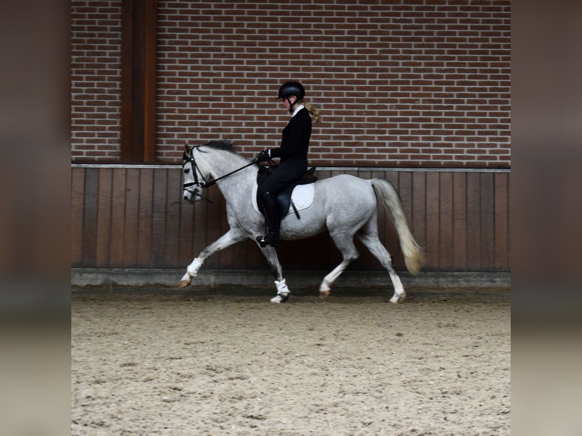 Galés B Caballo castrado 5 años 136 cm Tordo in Oosterbeek