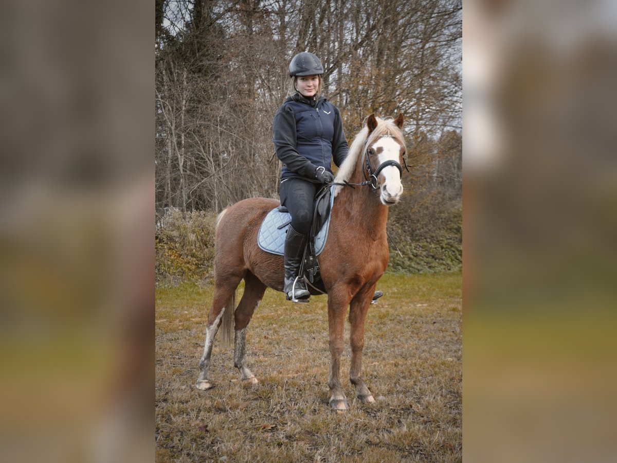 Galés B Caballo castrado 6 años 124 cm Alazán in Rosenheim