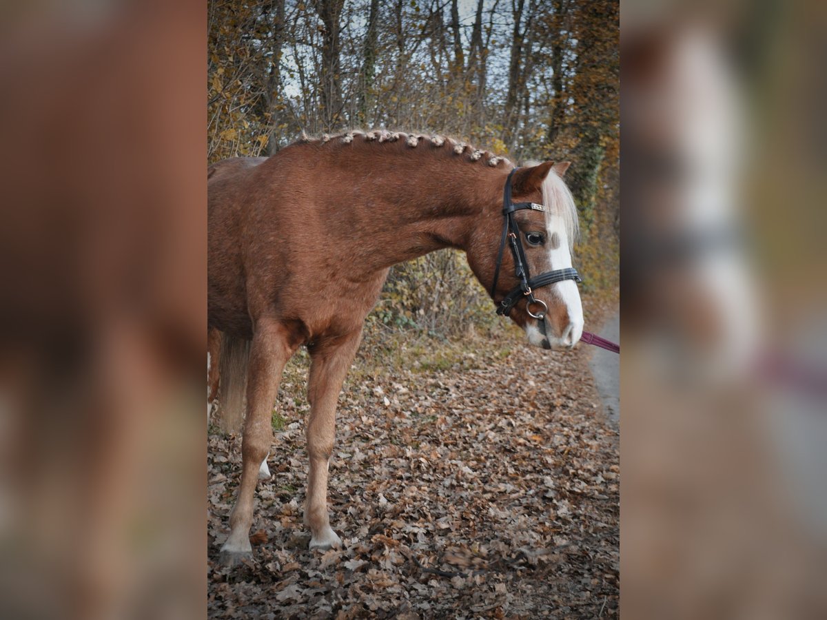 Galés B Caballo castrado 6 años 124 cm Alazán in Rosenheim