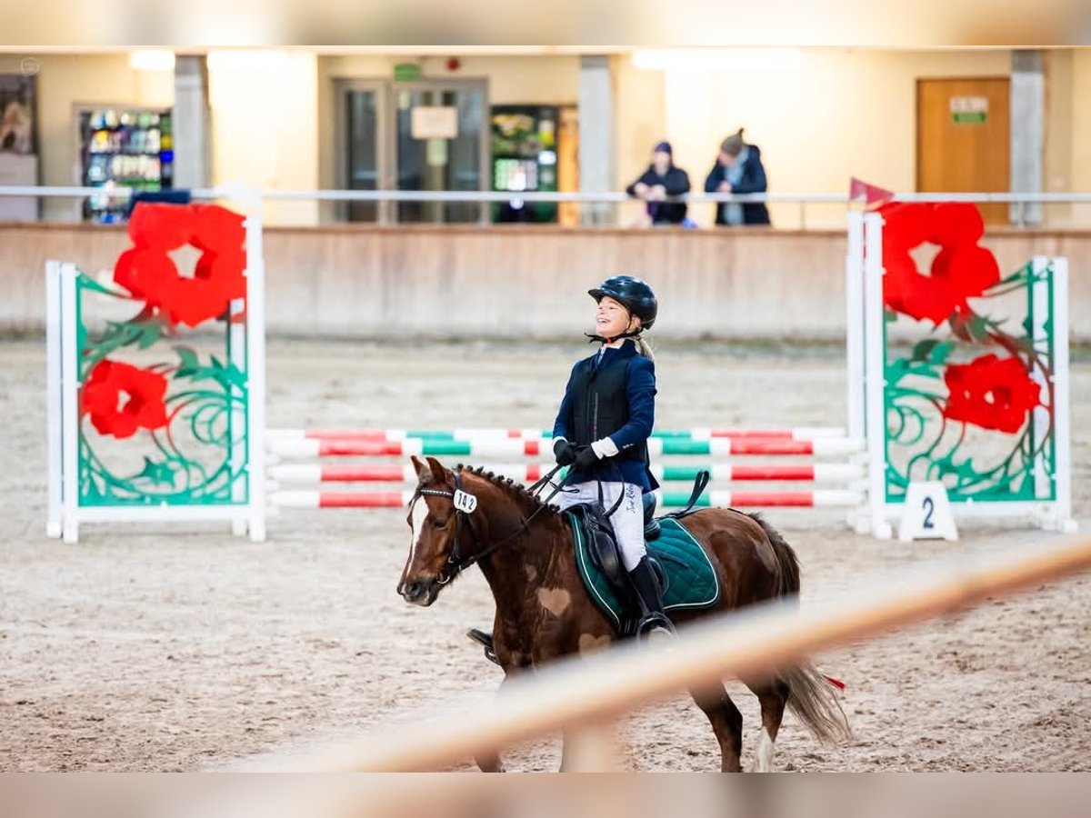 Galés B Caballo castrado 6 años 127 cm in Pakość