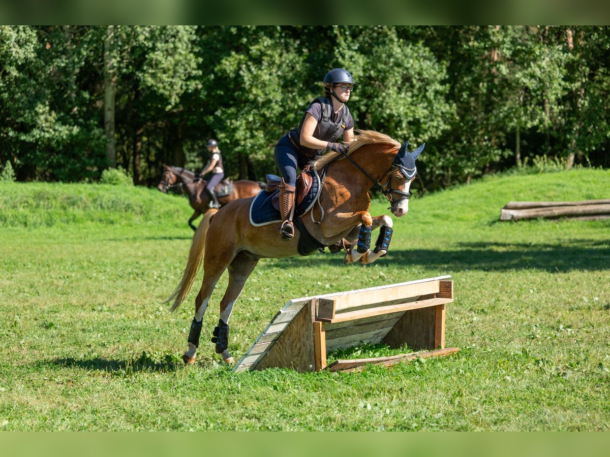 Galés B Caballo castrado 6 años 136 cm Alazán in Meerbusch