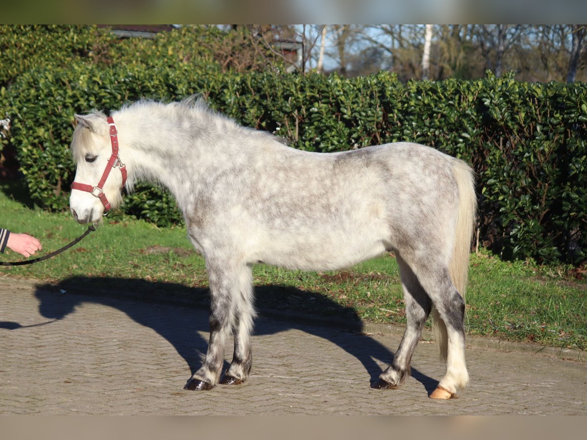 Galés B Caballo castrado 7 años 110 cm Tordo in Selsingen