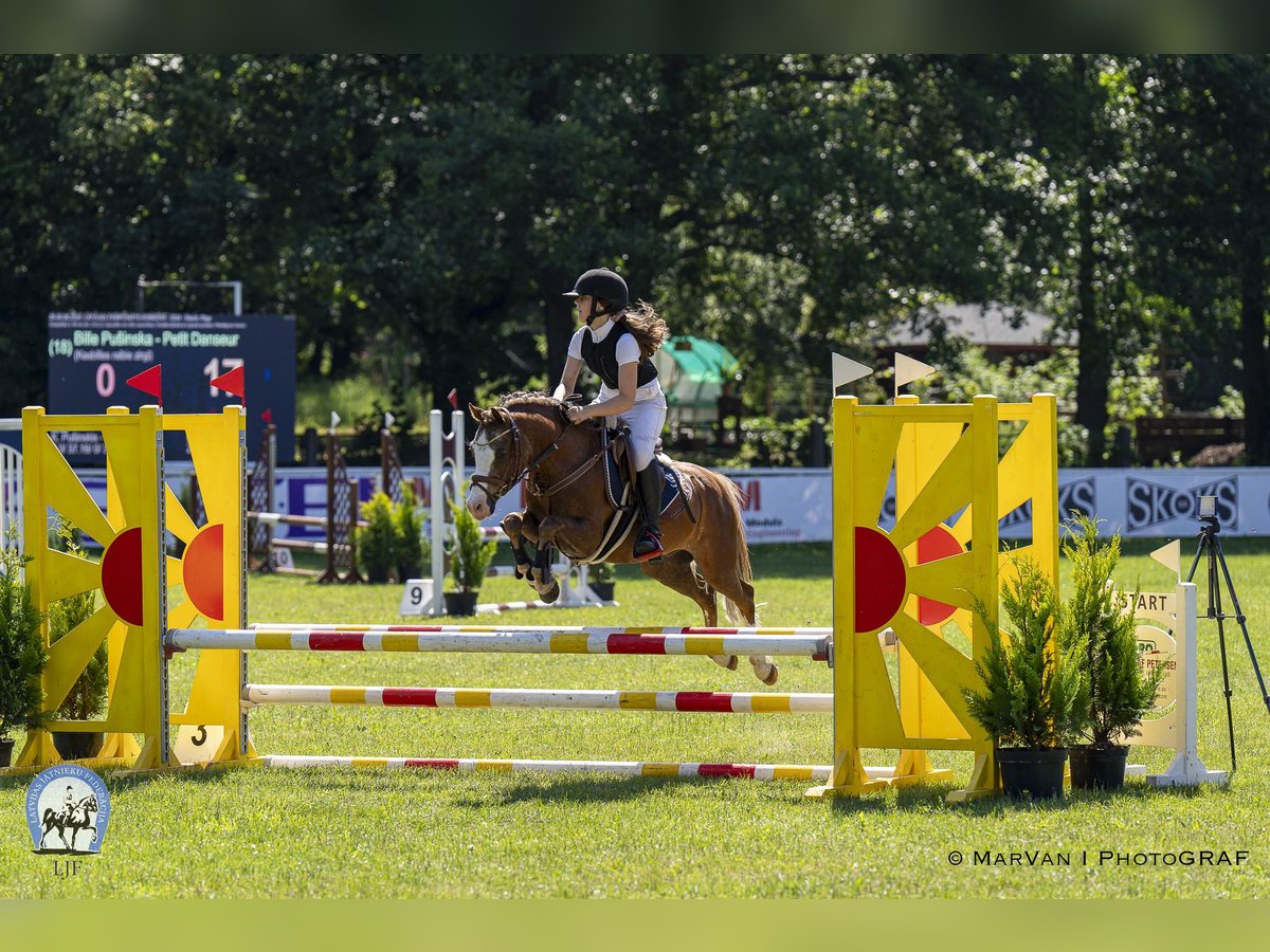 Galés B Caballo castrado 8 años 131 cm Castaño rojizo in Cesis