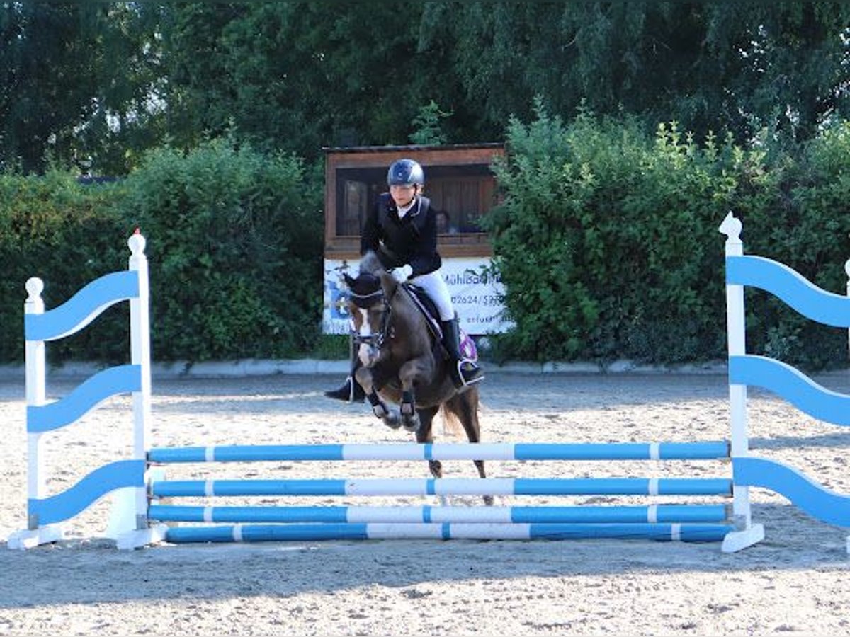 Galés B Caballo castrado 8 años 132 cm Alazán-tostado in Leithaprodersdorf