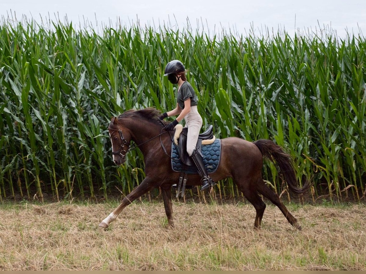 Galés B Caballo castrado 8 años 133 cm Alazán-tostado in Rehburg-Loccum Münchehagen