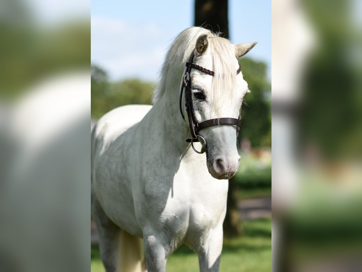 Galés B Caballo castrado 8 años White/Blanco in Holten