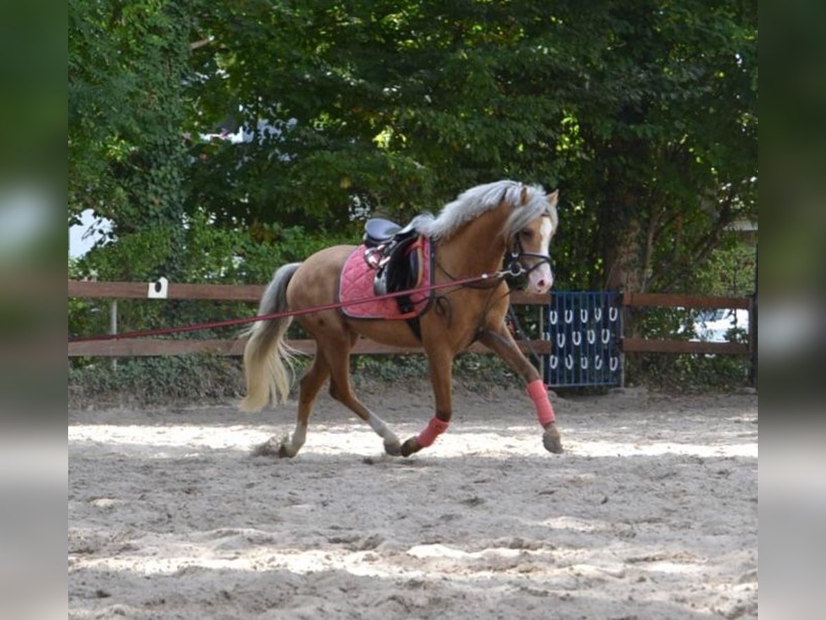 Galés B Caballo castrado 9 años 128 cm Palomino in Bergisch Gladbach