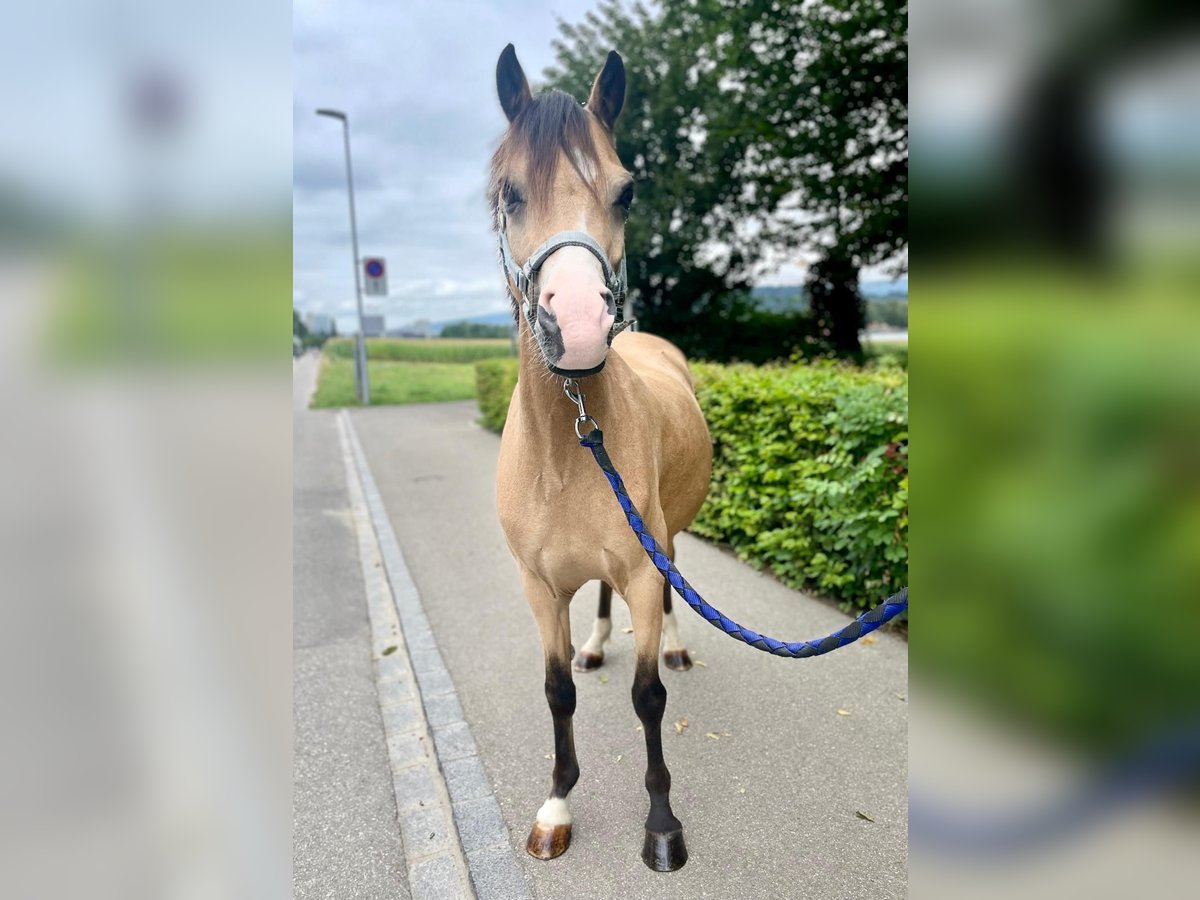 Galés B Caballo castrado 9 años 133 cm Buckskin/Bayo in Dietikon