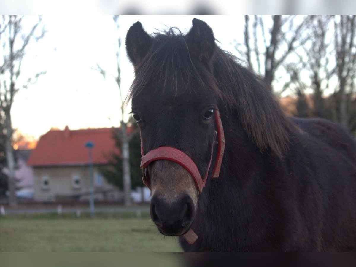 Galés B Mestizo Semental 1 año 125 cm Castaño oscuro in Oelsnitz/Erzgebirge