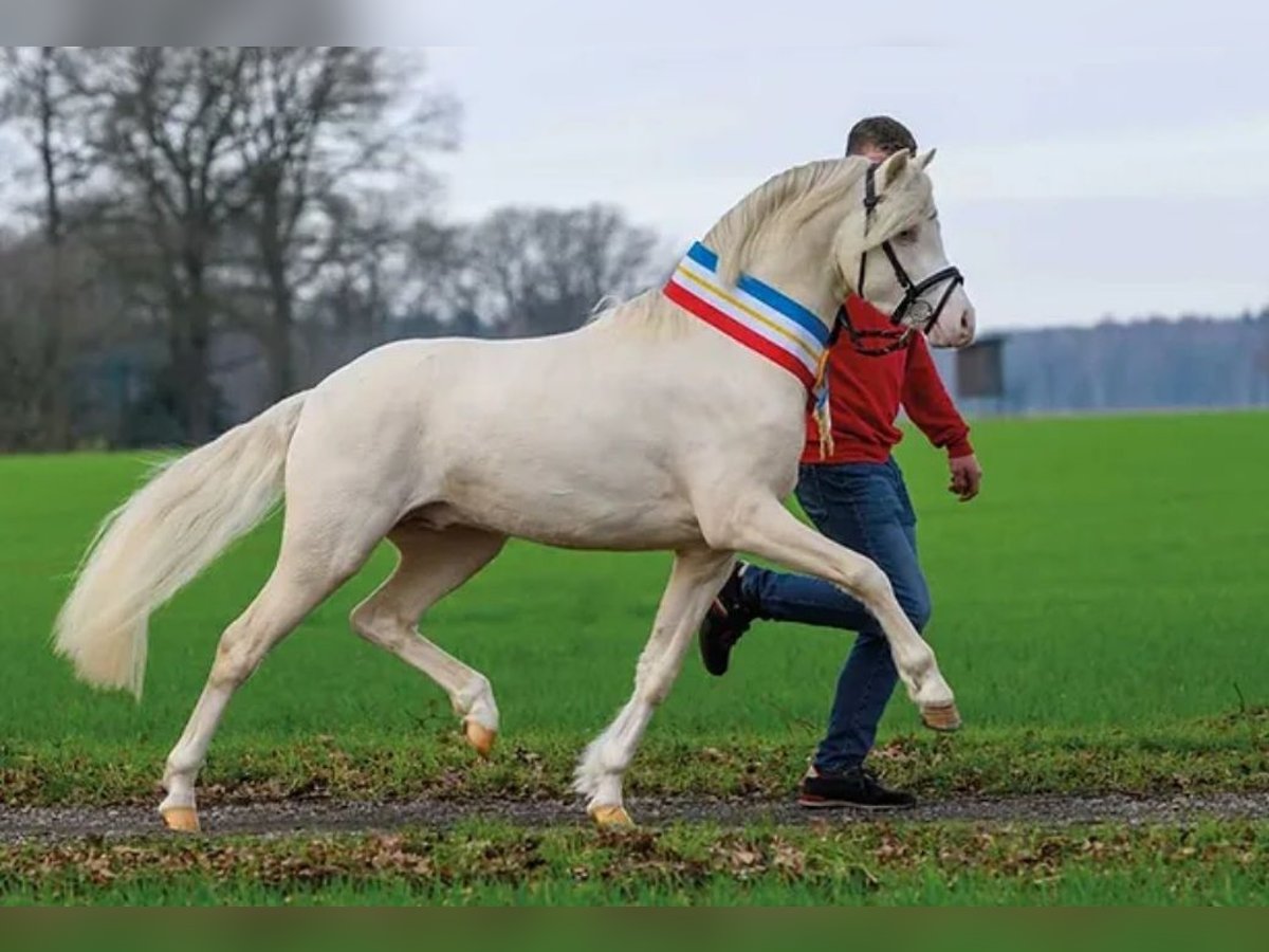 Galés B Semental 5 años 134 cm Cremello in Badbergen