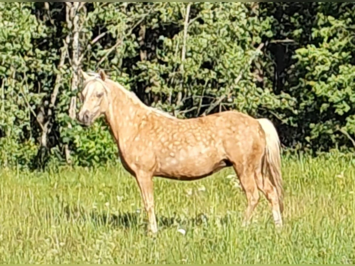 Galés B Mestizo Yegua 10 años 125 cm Palomino in Āņi