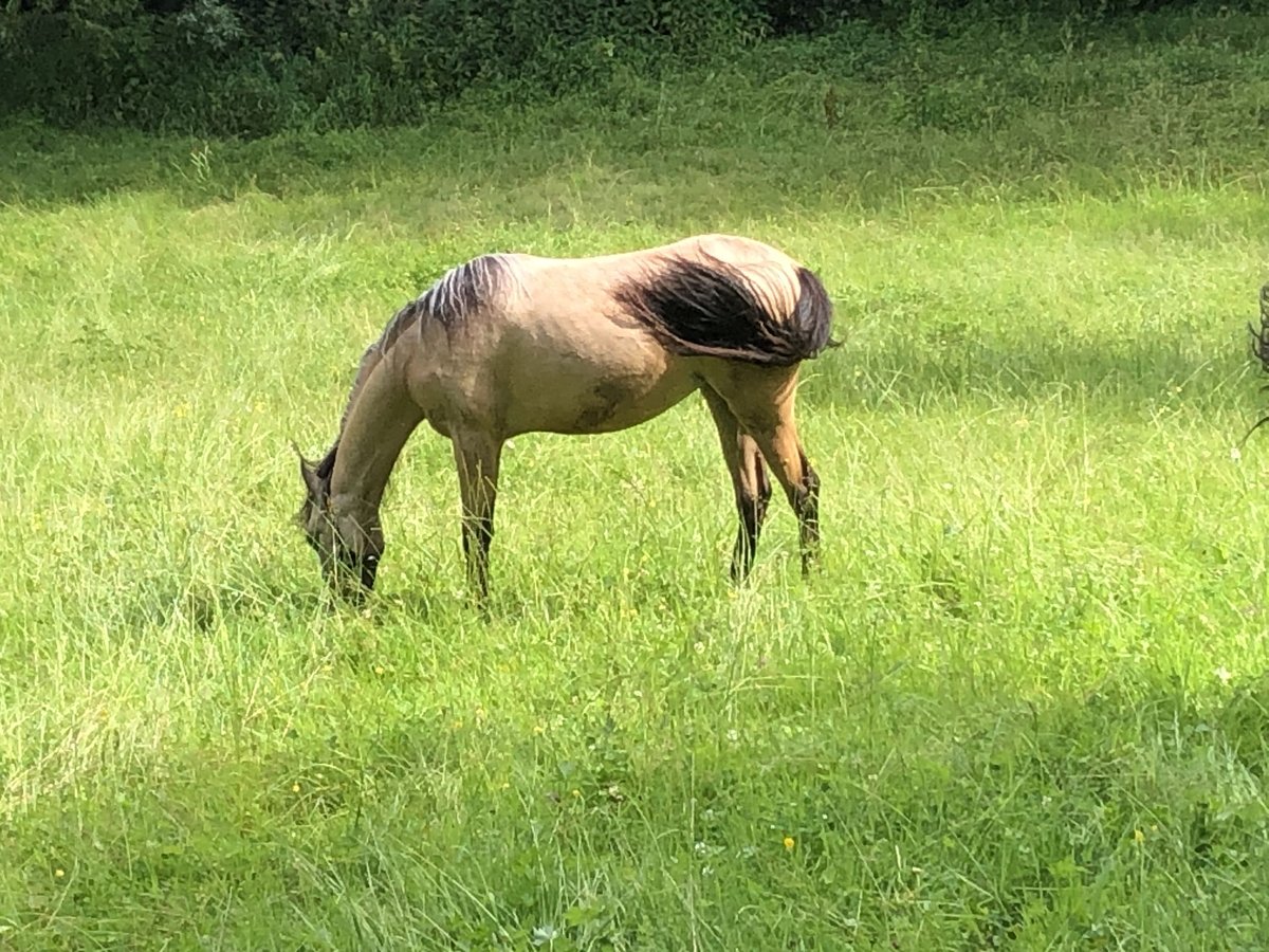 Galés B Yegua 1 año 120 cm Buckskin/Bayo in Alfdorf