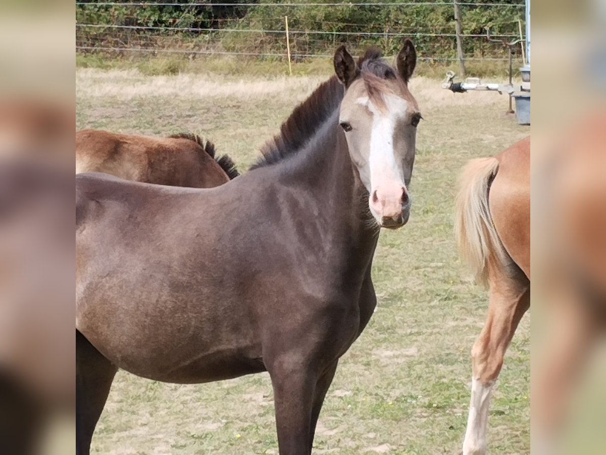 Galés B Yegua 1 año 130 cm Buckskin/Bayo in Niederalben