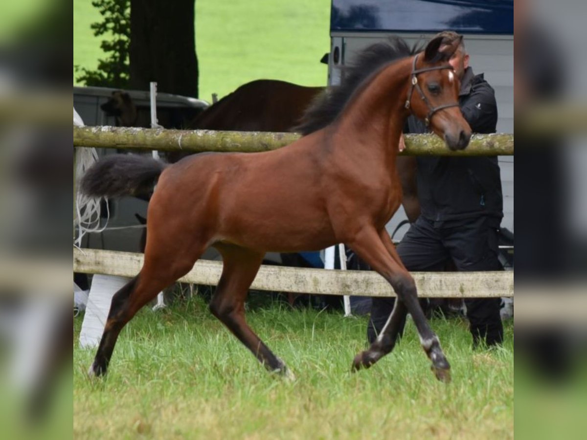 Galés B Yegua 1 año 134 cm Castaño oscuro in Rotenburg an der Fulda