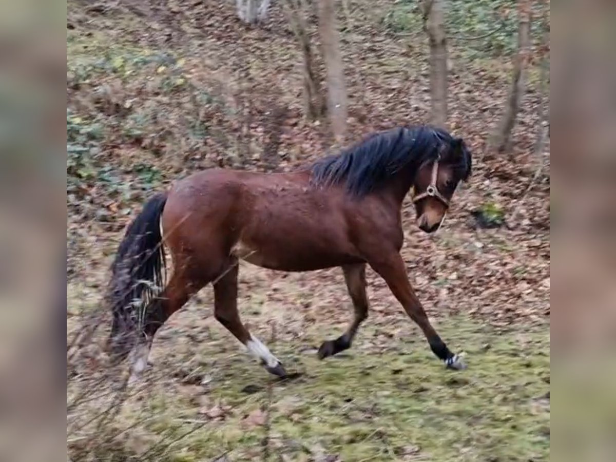 Galés B Yegua 1 año 136 cm Castaño oscuro in Rotenburg an der Fulda