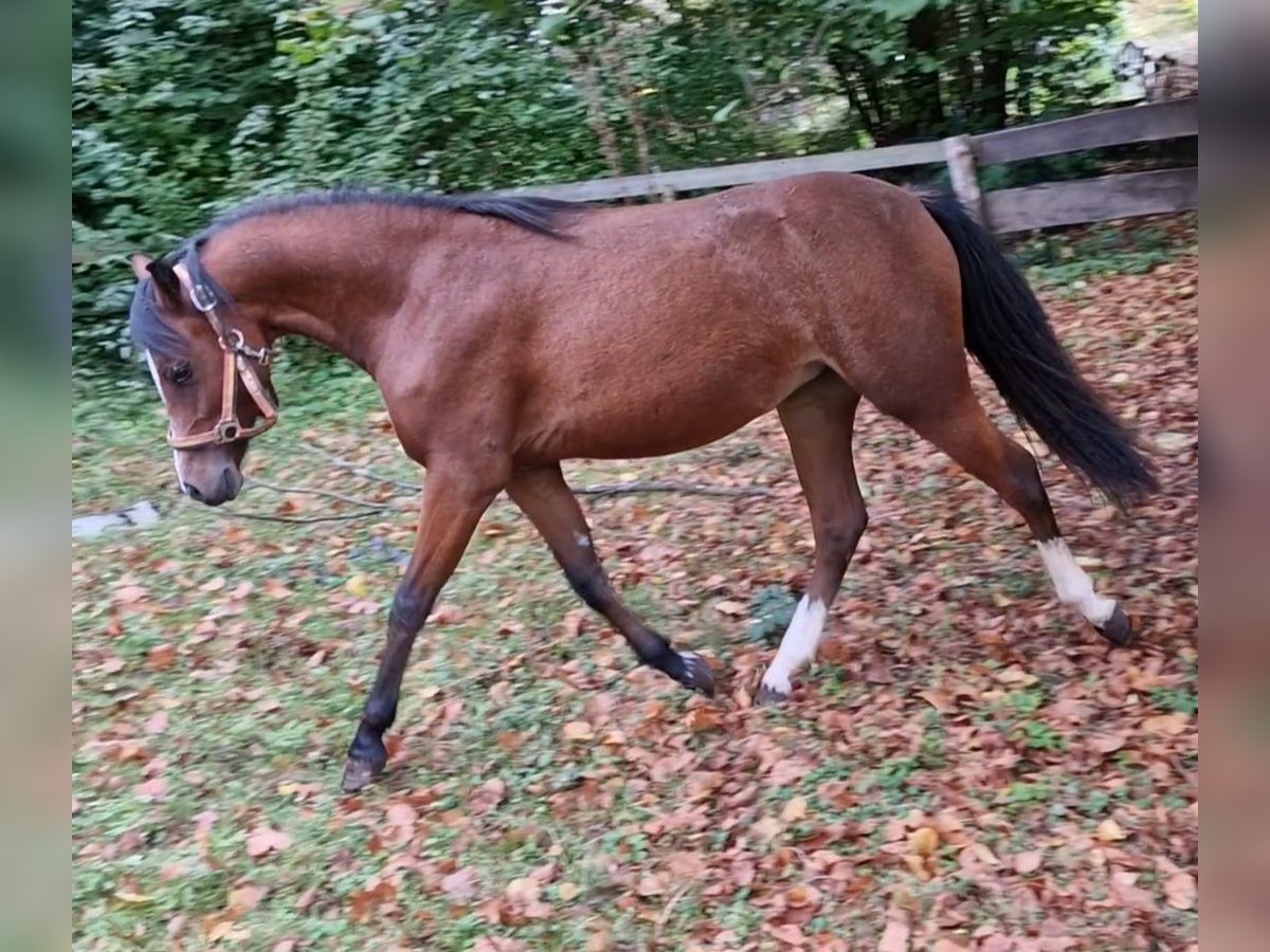 Galés B Yegua 1 año 136 cm Castaño oscuro in Rotenburg an der Fulda