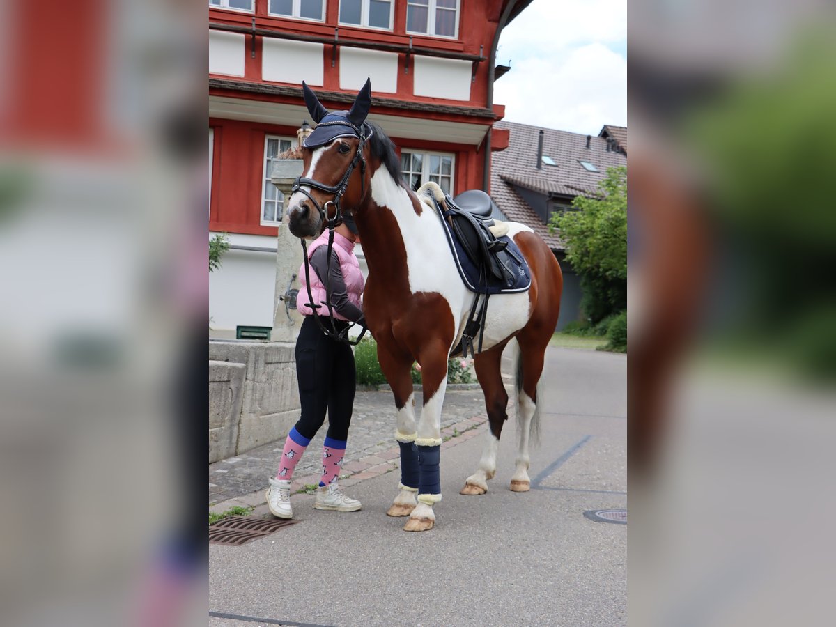 Galés B Yegua 20 años 123 cm Castaño in Thundorf