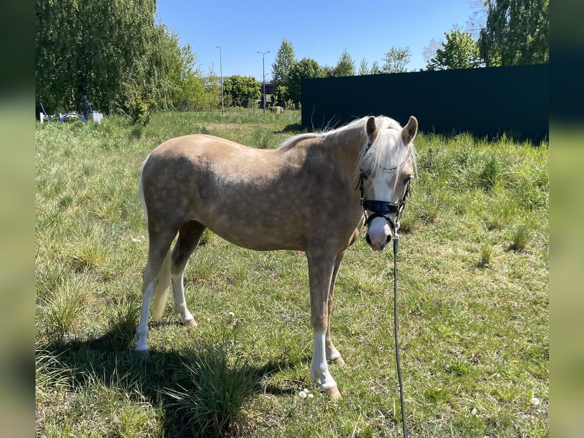 Galés B Yegua 2 años Palomino in Rumia