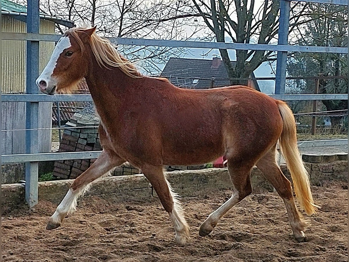 Galés B Yegua 3 años 134 cm Alazán in Landolfshausen OT Mackenrode