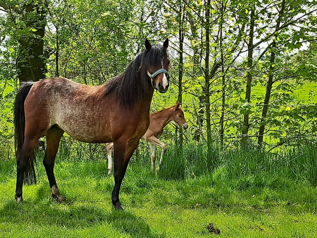 Galés B Yegua 5 años 135 cm Sabino in Geestland