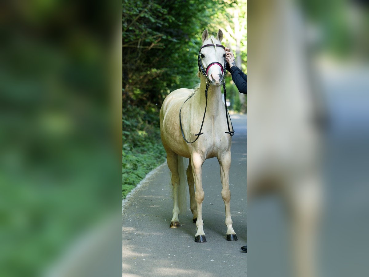 Galés B Yegua 6 años 130 cm Palomino in Essen