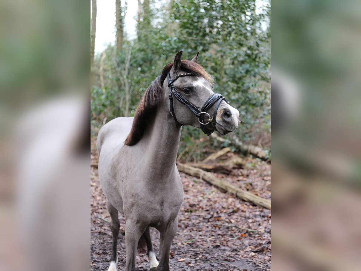 Galés B Yegua 6 años 131 cm Buckskin/Bayo in Heemskerk