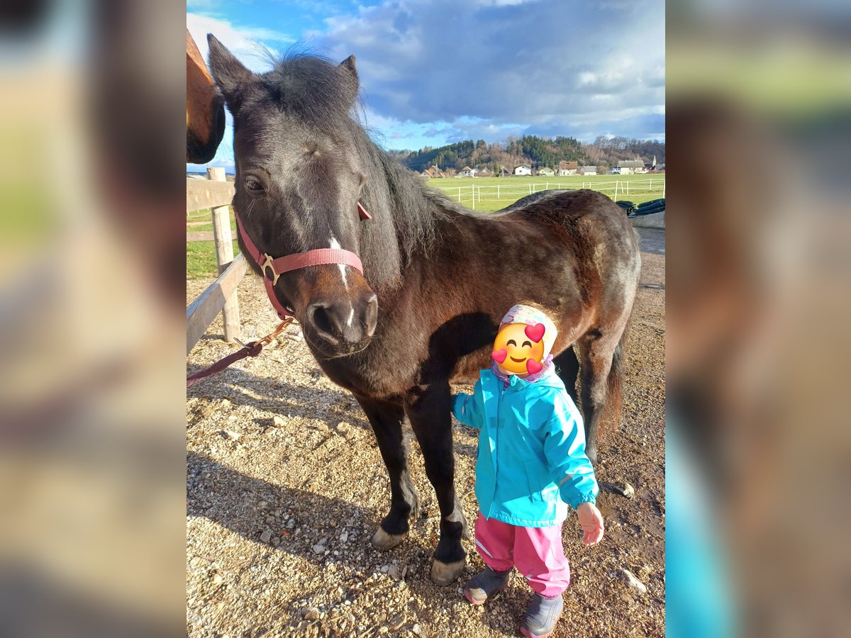 Galés B Mestizo Yegua 9 años 130 cm Morcillo in Timelkam