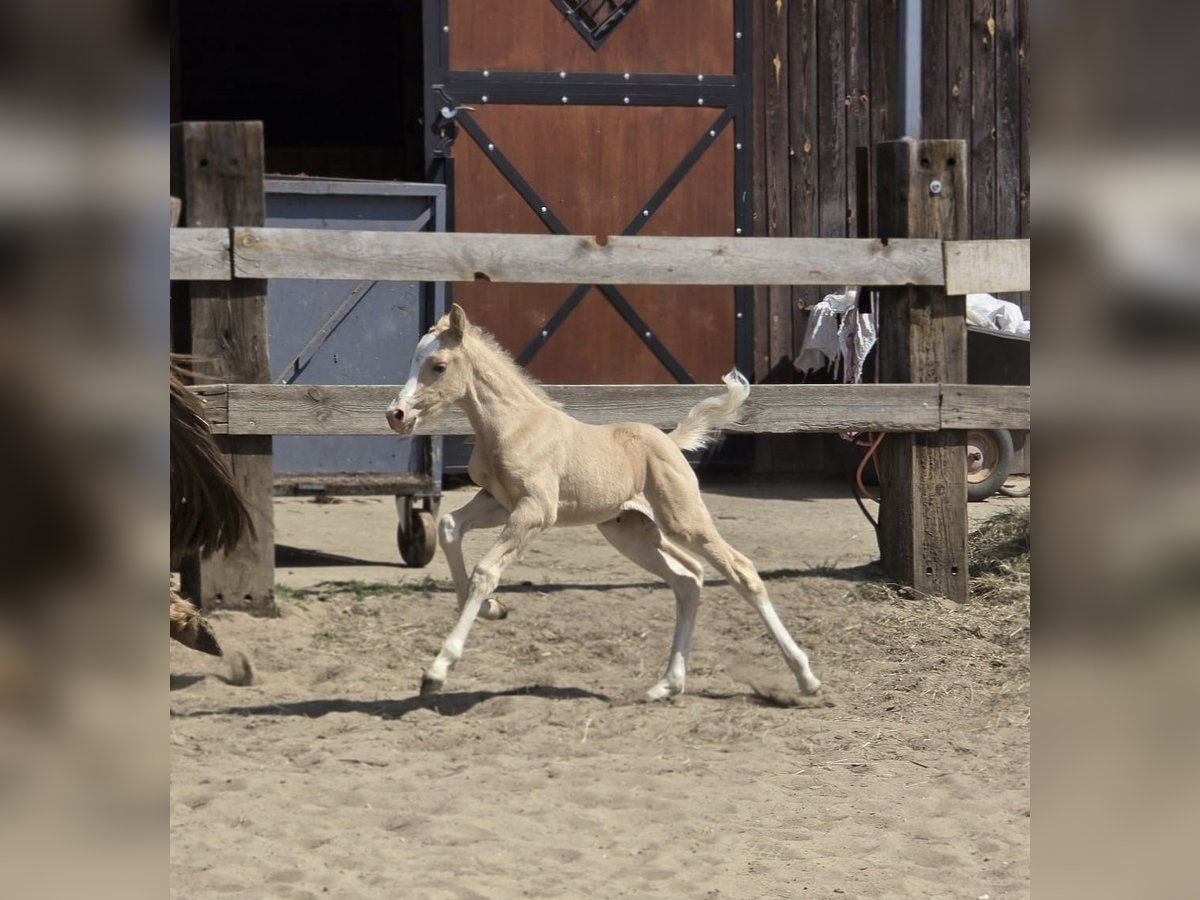 Galés B Yegua  Palomino in Zawada