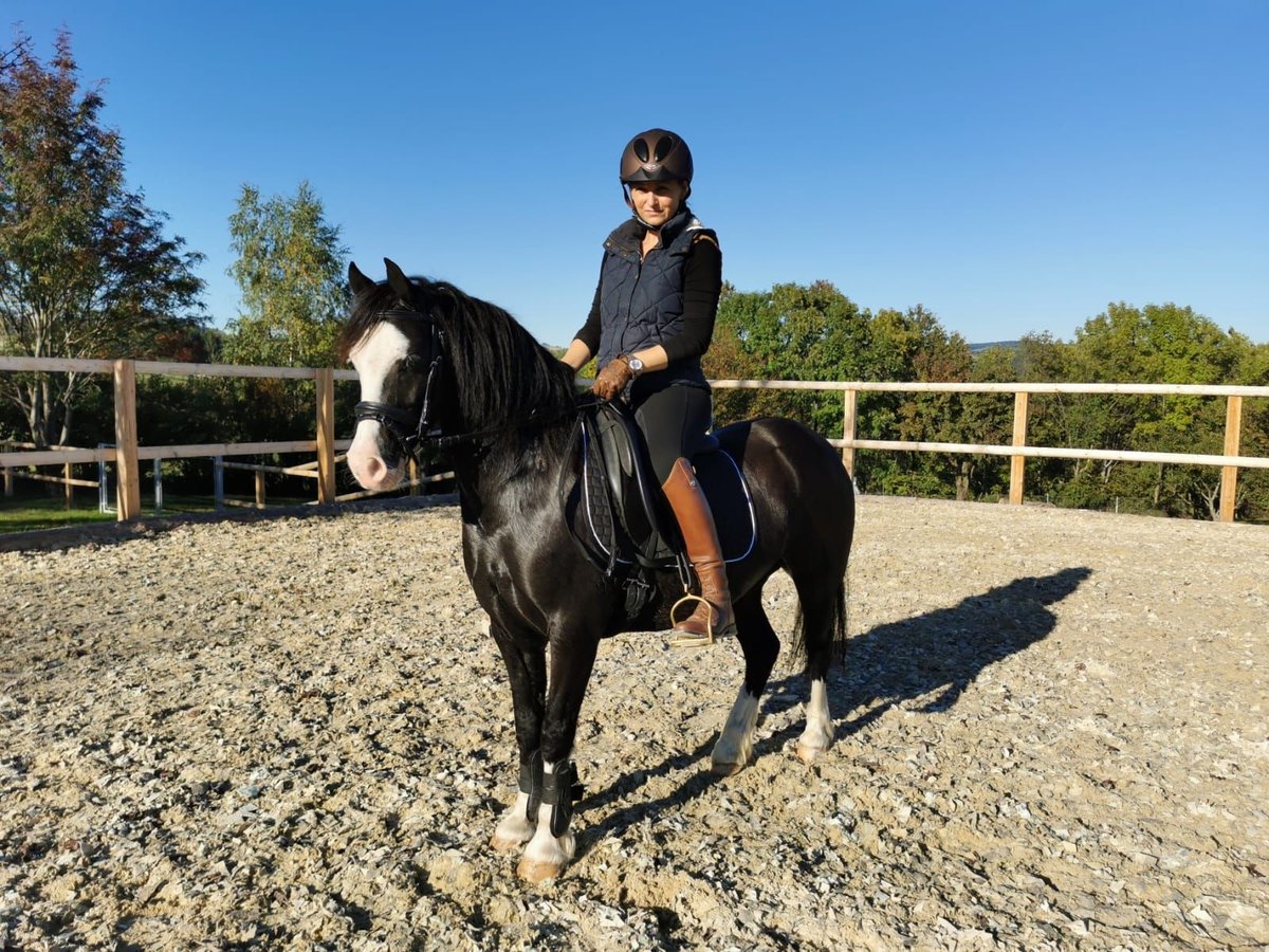 Galés-C Caballo castrado 12 años 127 cm Negro in Schönherrn