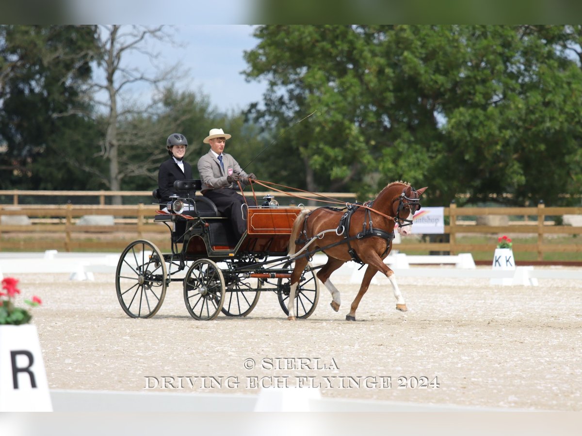 Galés-C Caballo castrado 12 años 132 cm Alazán in Rawicz