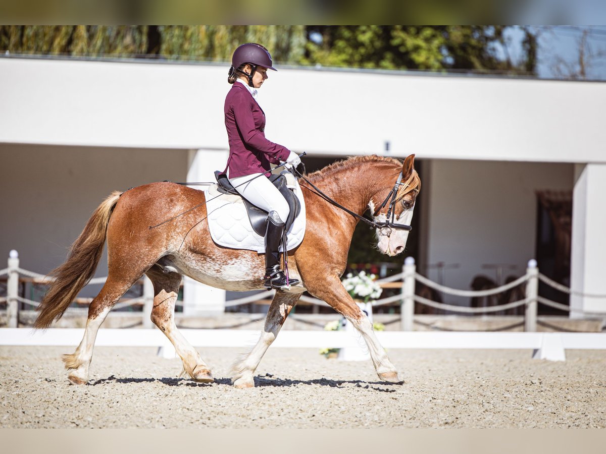 Galés-C Caballo castrado 13 años 134 cm Ruano alazán in Los Angeles