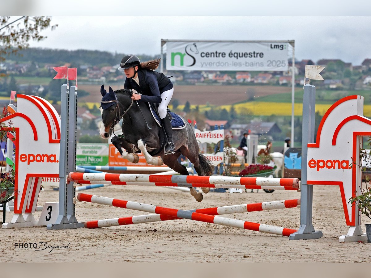 Galés-C Mestizo Caballo castrado 15 años 137 cm Musgo marrón in Hintermoos