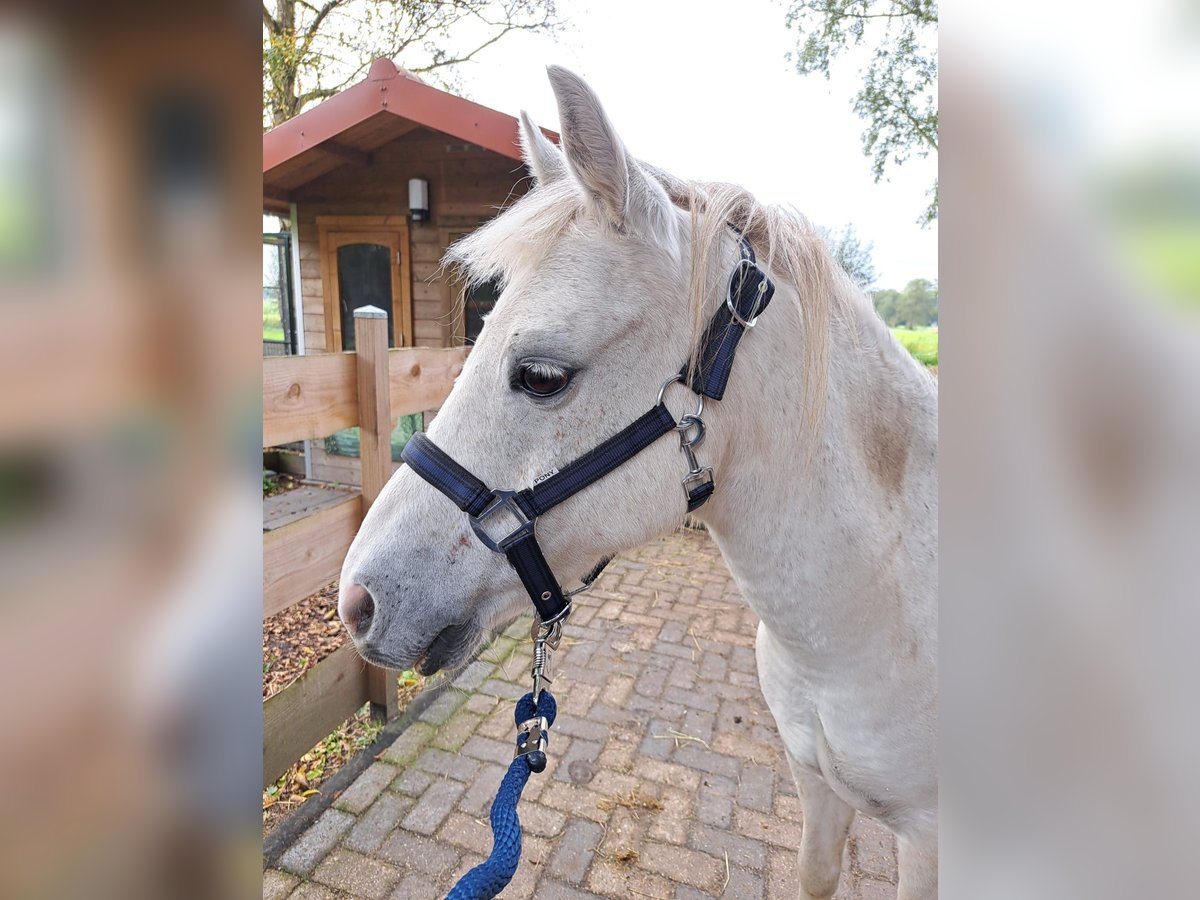 Galés-C Caballo castrado 16 años 130 cm Tordo in Nieuwlande