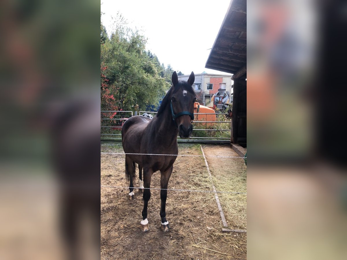 Galés-C Caballo castrado 16 años 147 cm Castaño in Peiting