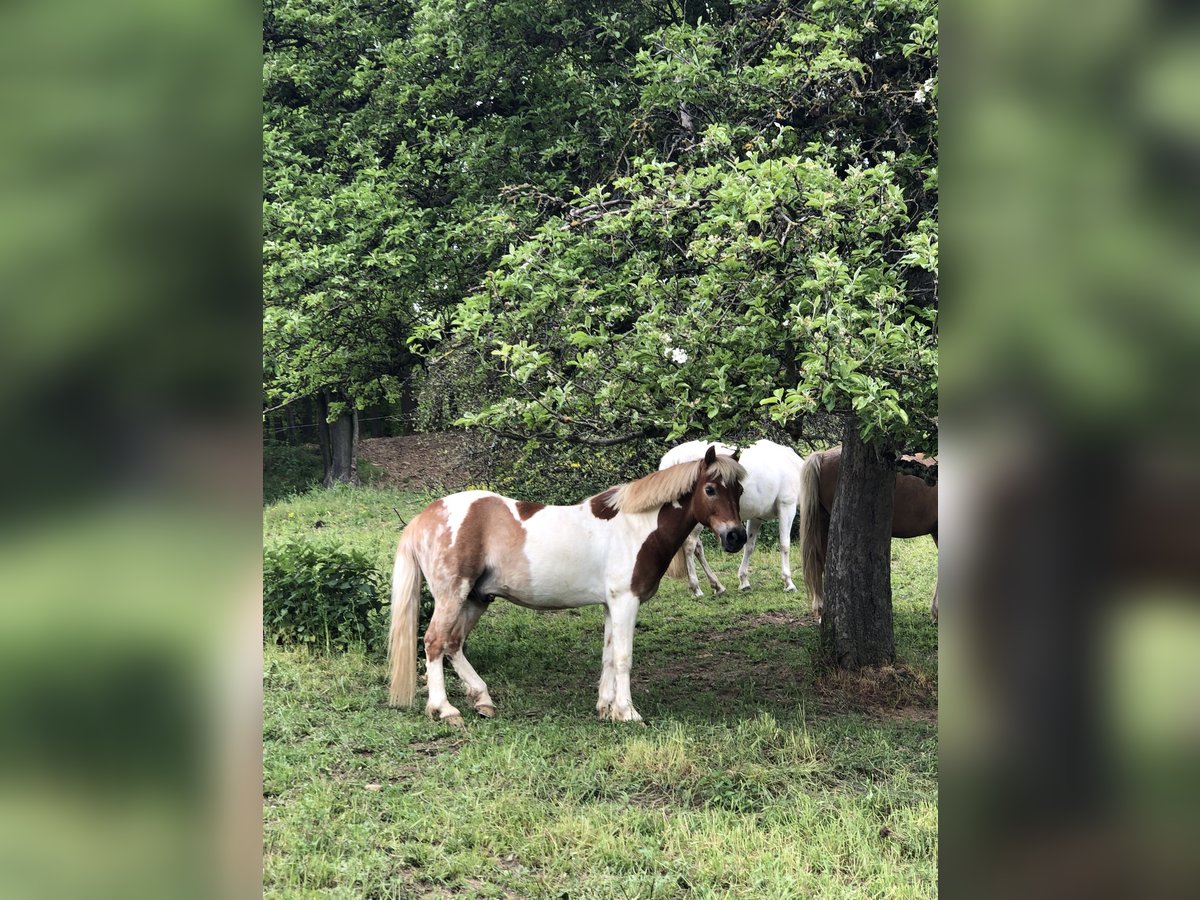 Galés-C Mestizo Caballo castrado 20 años 128 cm Pío in Hemsbach