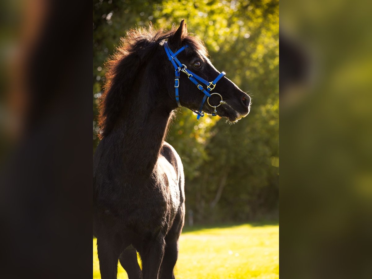 Galés-C Caballo castrado 24 años 135 cm Negro in Terwispel