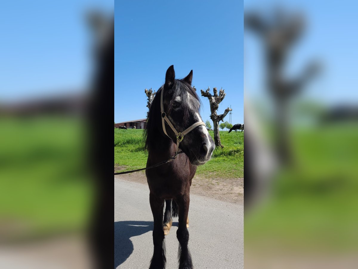 Galés-C Caballo castrado 27 años 150 cm Negro in Groß Hegesdorf